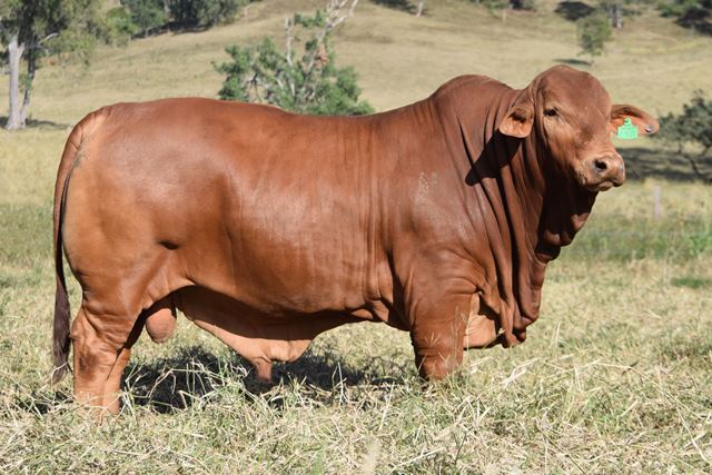 Bryvonlea Xacobe